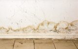 Mold From Water Damage