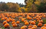 Pumpkin Patch
