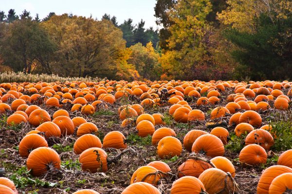 Pumpkin Patch