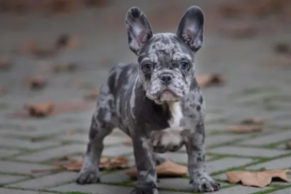 Merle French bulldogs for sale